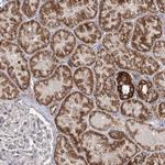 CBR4 Polyclonal Antibody