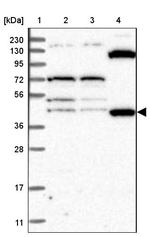 eRF1 Antibody in Western Blot (WB)