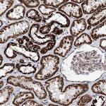 TSSK3 Antibody in Immunohistochemistry (Paraffin) (IHC (P))