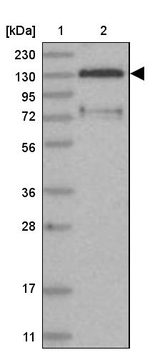 FAM120B Antibody in Western Blot (WB)