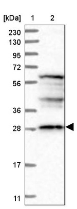 DDO Antibody in Western Blot (WB)