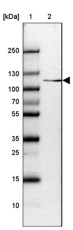 SH3BP4 Antibody in Western Blot (WB)