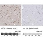 USP11 Antibody