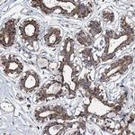 SPAG16 Antibody in Immunohistochemistry (Paraffin) (IHC (P))