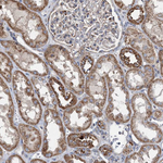 SPAG16 Antibody in Immunohistochemistry (Paraffin) (IHC (P))