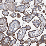 SPAG16 Antibody in Immunohistochemistry (Paraffin) (IHC (P))