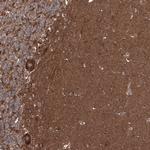 DOCK3 Antibody in Immunohistochemistry (Paraffin) (IHC (P))