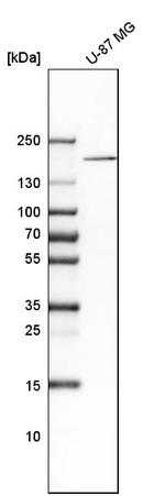 DOCK3 Antibody in Western Blot (WB)