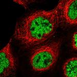 SR140 Polyclonal Antibody