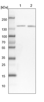 SR140 Antibody in Western Blot (WB)