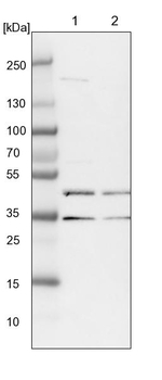 RPUSD3 Antibody in Western Blot (WB)