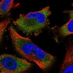 MKRN2 Polyclonal Antibody