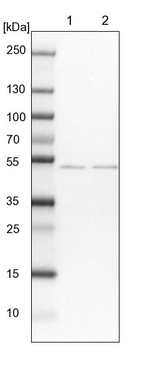 MKRN2 Antibody in Western Blot (WB)