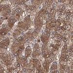 MKRN2 Antibody in Immunohistochemistry (IHC)