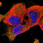 EPB41L5 Polyclonal Antibody