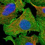 EPB41L5 Polyclonal Antibody