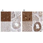 WDR37 Polyclonal Antibody