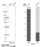 WDR37 Antibody in Western Blot (WB)