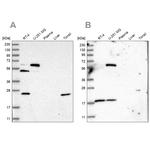 PYROXD2 Antibody in Western Blot (WB)