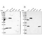 PYROXD2 Antibody in Western Blot (WB)
