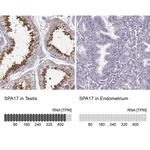SPA17 Antibody