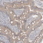 PCBD1 Antibody in Immunohistochemistry (Paraffin) (IHC (P))