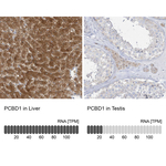 PCBD1 Antibody in Immunohistochemistry (Paraffin) (IHC (P))