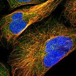 ARHGEF28 Polyclonal Antibody