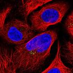 LOXL4 Polyclonal Antibody