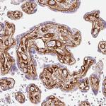 LOXL4 Antibody in Immunohistochemistry (IHC)