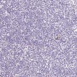 LOXL4 Antibody in Immunohistochemistry (IHC)