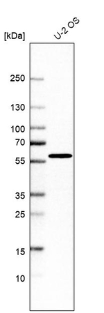 NEURL1B Antibody in Western Blot (WB)