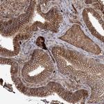 WBP1L Polyclonal Antibody