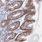 C6orf1 Antibody in Immunohistochemistry (Paraffin) (IHC (P))