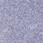 C6orf1 Antibody in Immunohistochemistry (Paraffin) (IHC (P))