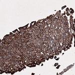 C6orf1 Polyclonal Antibody