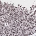 C6orf1 Polyclonal Antibody