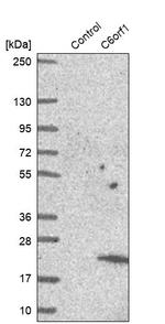 C6orf1 Antibody in Western Blot (WB)