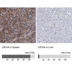 LRCH4 Antibody