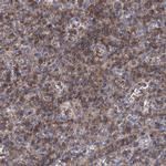 LRCH4 Antibody in Immunohistochemistry (IHC)