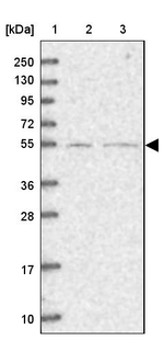 SFRS12 Antibody in Western Blot (WB)