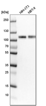QRICH1 Antibody in Western Blot (WB)