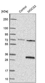 MOCS2 Antibody in Western Blot (WB)