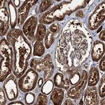 MOCS2 Antibody in Immunohistochemistry (IHC)