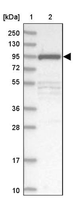 FCHO2 Antibody in Western Blot (WB)