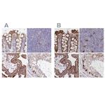 FCHO2 Antibody in Immunohistochemistry (IHC)