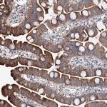 SHROOM1 Antibody in Immunohistochemistry (Paraffin) (IHC (P))