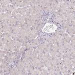 Rbm20 Antibody in Immunohistochemistry (Paraffin) (IHC (P))