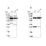 LSG1 Antibody in Western Blot (WB)