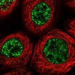 MAML3 Polyclonal Antibody